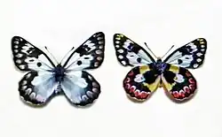 Female of Delias aganippe. Vista de lado e de cima