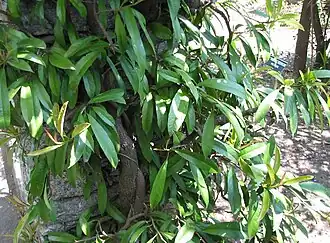 Pileostegia viburnoides