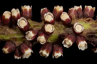 Flores da espécie holoparasita endofítica Pilostyles hamiltonii a emergir do caule de um hospedeiro.