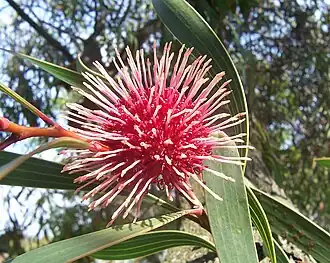 Hakea laurina&nbsp;[en]