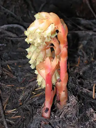 Monotropa hypopitys.