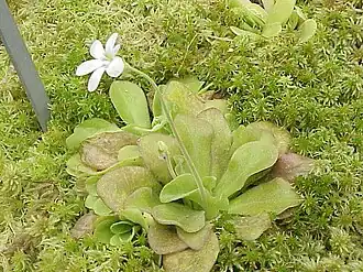 Pinguicula agnata (hábito).