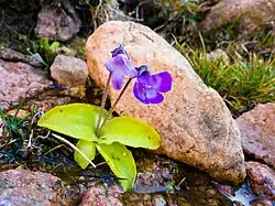 Pinguicula corsica