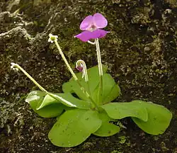 Pinguicula elizabethiae