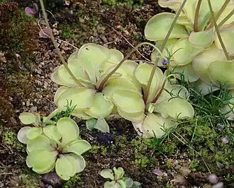 Pinguicula emarginata