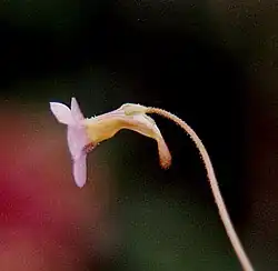 Pinguicula filifolia