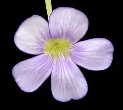 Pinguicula gigantea