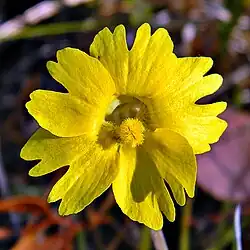 Pinguicula lutea