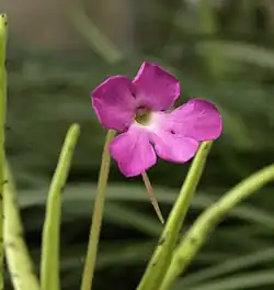 Pinguicula moctezumae