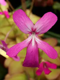 Pinguicula moranensis