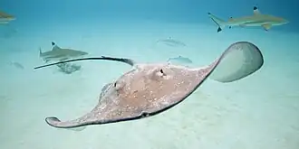 Moorea, Polinésia Francesa