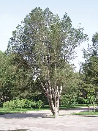 Pinus bungeana