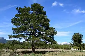 Pinus brutia.