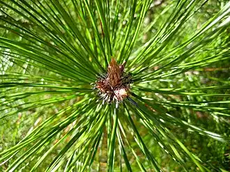 Pinus densata.
