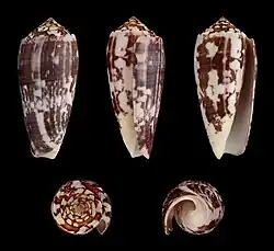 Cinco vistas da concha de Conus striatus Linnaeus, 1758, encontrada em águas rasas do Indo-Pacífico e sendo uma das espécies associadas a mortes em humanos, por envenenamento.[15][2]