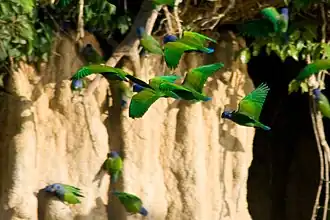 Revoada em pleno voo avistada no Peru