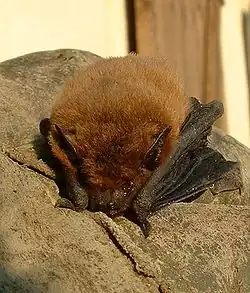Pipistrellus sp.