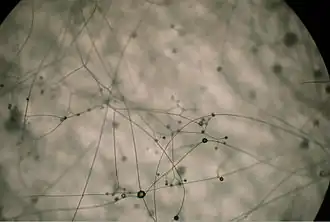 Hifas férteis de Piptocephalis.