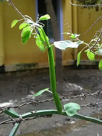 Cissus quadrangularis