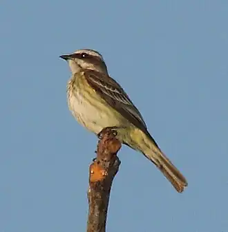 Legatus leucophaius no Panamá