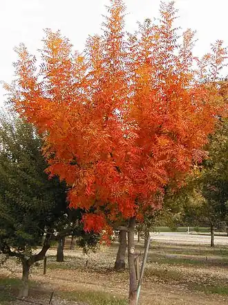 Pistacia chinensis com as cores de Outono.