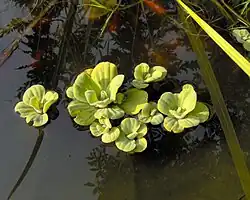 Pistia stratiotes.