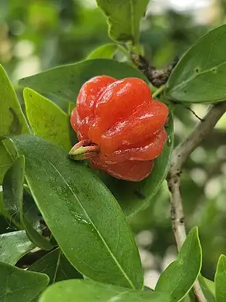 Pitanga (do tupi 'ybapytanga) no pampa gaúcho