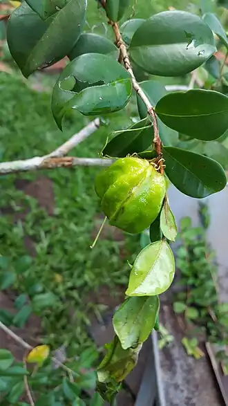 imagem do fruto ainda verde