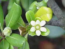 Pittosporum tobira