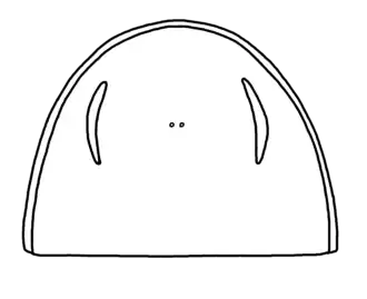 Restauração da carapaça do P. phelpsae