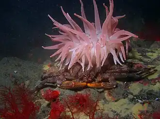 Placetron wosnessenskii sob a anémona Cribrinopsis fernaldi.