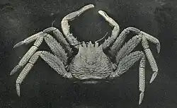 Placetron wosnessenskii.