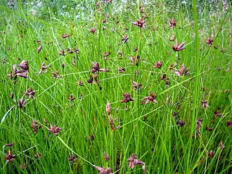 Bolboschoenus maritimus