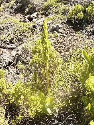 P. micrantha no Pico Timão, ilha Graciosa.