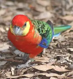 Macho adulto caminhando entre folhas secas no solo