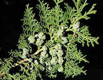 Folhagem e cones femininos de Platycladus orientalis