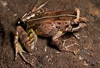 Platymantis cornutus