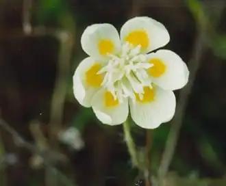 Platystemon californicus