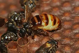 Rainha de Plebeia remota e operárias