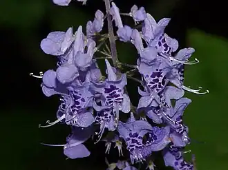 Flores de Plectranthus fruticans.