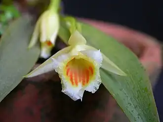 Plectrophora cultrifolia