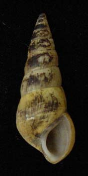 Pleurocera acuta