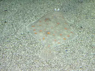 Pleuronectes platessa