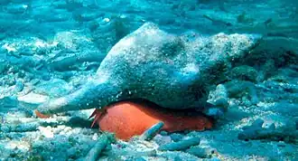 Vista lateral da concha de T. giganteus, considerada a maior espécie de gastrópode das costas da América do Norte e de todo o oceano Atlântico; atingindo até 60 centímetros de comprimento.[1][2][3][4] O seu animal é alaranjado.[3][5]