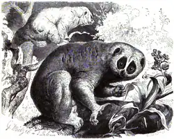 Desenho antigo de um loris-lento-de-bengala sentado em um galho com outro se movendo entre galhos ao fundo