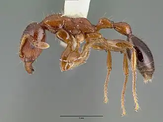Podomyrma minor