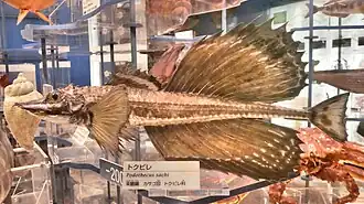 Falso-esturjão-real (Podothecus sachi)