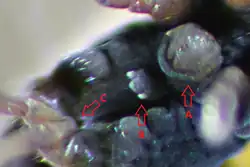 Podura aquatica em vista ventral. Podem ser observados o colóforo (canto superior direito) e o tenáculo (meio).