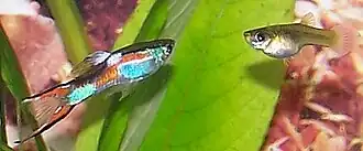 Macho (à esquerda) Fêmea (à direita)