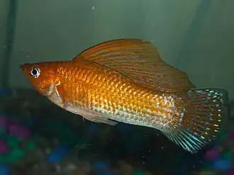 Poecilia velifera macho